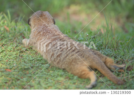 A meerkat resting lazily on its stomach 130219300