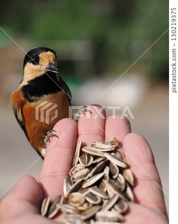 A cute little bird called a varied tit eating sunflower seeds from the palm of your hand 130219375