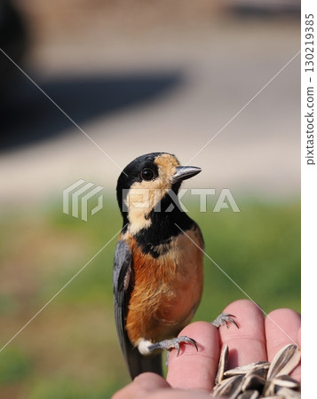 A cute little bird called a varied tit eating sunflower seeds from the palm of your hand A cute little bird called a varied tit eating sunflower seeds from the palm of your hand 130219385