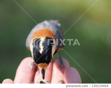 A cute little bird called a varied tit eating sunflower seeds from the palm of your hand A cute little bird called a varied tit eating sunflower seeds from the palm of your hand 130219404