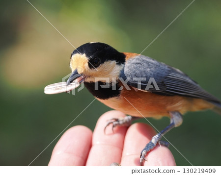 一隻名叫雜色山雀的可愛小鳥正在吃你手掌上的葵花籽 130219409