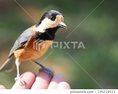 一隻名叫雜色山雀的可愛小鳥正在吃你手掌上的葵花籽 130219413