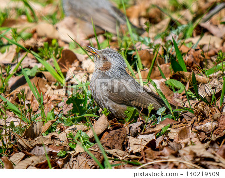 草叢中的棕耳鵯 130219509