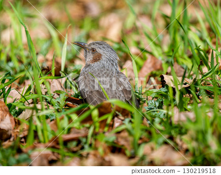 草叢中的棕耳鵯 130219518