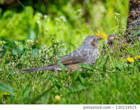 草叢中的棕耳鵯 草叢中的棕耳鵯 130219525