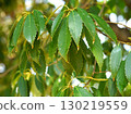 Green leaves of a oak 130219559