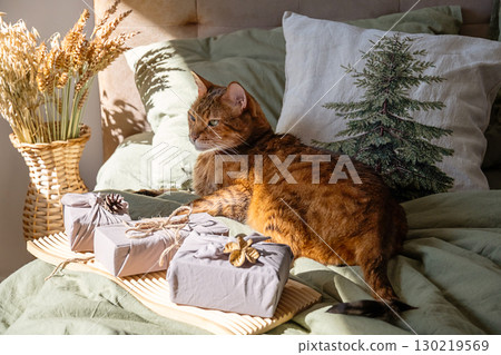 Beautiful bengal cat lying on green bedding near furoshiki wrapped gifts and dried wheat Beautiful bengal cat lying on green bedding near furoshiki wrapped gifts and dried wheat 130219569