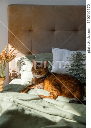 Bengal cat with green eyes lounging on comfortable bed with olive linen under soft morning sunlight. Bengal cat with green eyes lounging on comfortable bed with olive linen under soft morning sunlight. 130219570