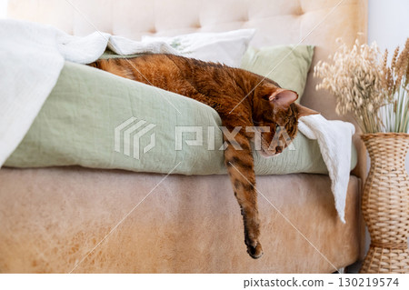 Brown tabby cat lying on bed. 130219574