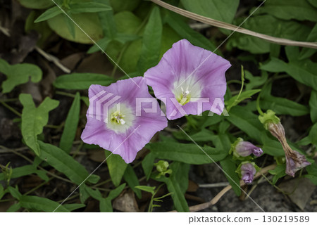 Pink morning glory (bindweed) flowers Pink morning glory (bindweed) flowers 130219589