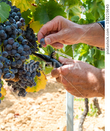 Cannonau grapes. Agronomist measures the level of sugars in grapes with the refractometer. Agriculture. Cannonau grapes. Agronomist measures the level of sugars in grapes with the refractometer. Agriculture. 130219640