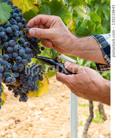 Cannonau grapes. Agronomist measures the level of sugars in grapes with the refractometer. Agriculture. Cannonau grapes. Agronomist measures the level of sugars in grapes with the refractometer. Agriculture. 130219645