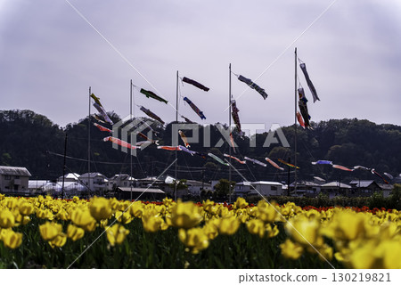 Carp streamers swimming in a tulip field 130219821