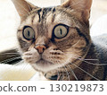 Close-up of a surprised cat 130219873