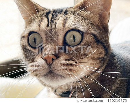 Close-up of a surprised cat 130219873