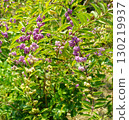 Komurasaki fruit 130219937
