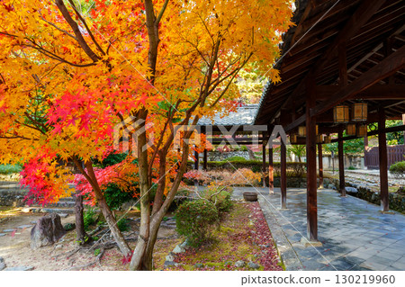 Manpukuji Temple, corridor and autumn leaves 130219960