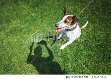 Happy Jack Russell Terrier jumps up playfully on green grass, looking at its owner with excitement as their shadow appears on the lawn. 130219979
