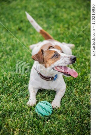 Happy Jack Russell Terrier lies on green grass with tongue out and a green toy ball between its paws on a warm sunny day 130219980
