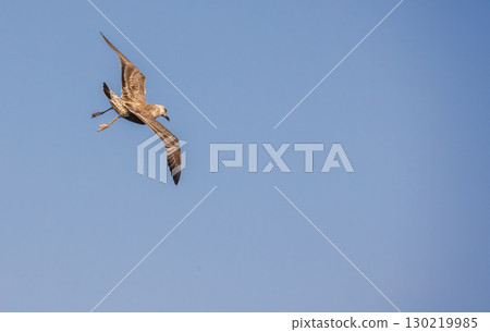 Seagull mid-flight against a clear blue sky, wings spread wide and legs extended in the air. 130219985