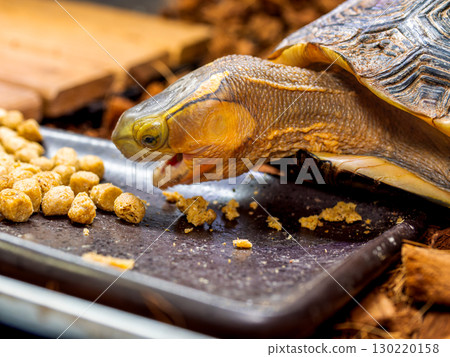 Semaruhako turtle 130220158