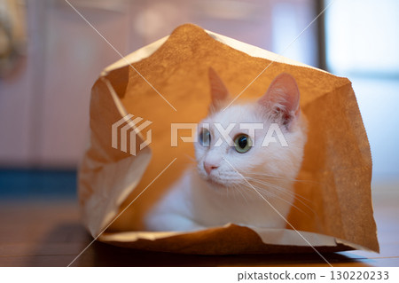 White cat in a paper bag 130220233