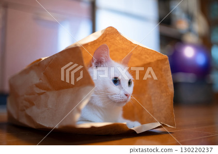 White cat in a paper bag White cat in a paper bag 130220237