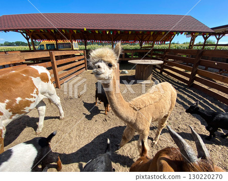 Portrait of a funny alpaca on a farm 130220270