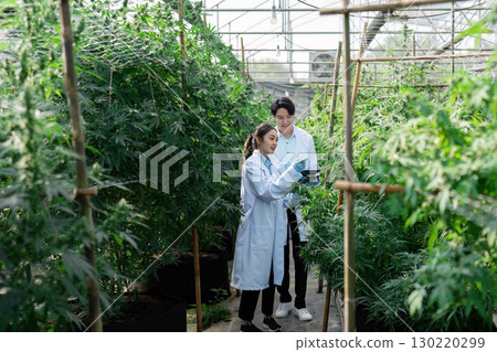 Diverse agricultural scientists collaborating on cannabis plant research in a greenhouse, emphasizing teamwork and sustainable practices. 130220299