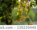 Red fruit with propeller-like wings of the cucumber maple 130220448