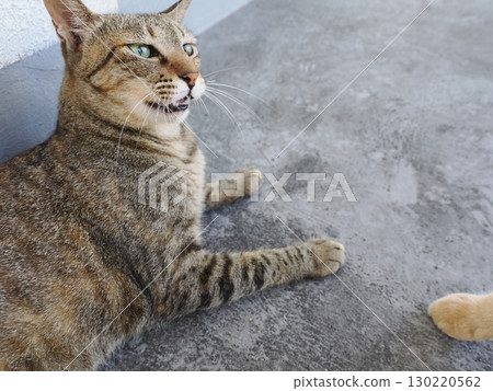 可愛的貓咪在樹蔭下休息 可愛的貓咪在樹蔭下休息 130220562