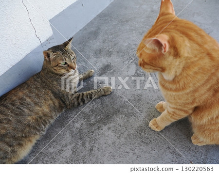 Cute cat resting in the shade Cute cat resting in the shade 130220563