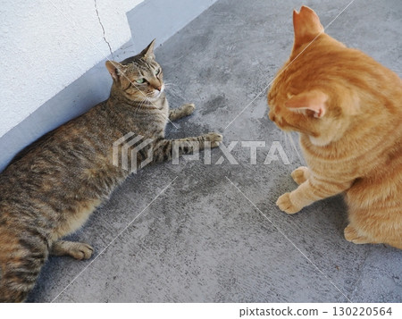 Cute cat resting in the shade Cute cat resting in the shade 130220564