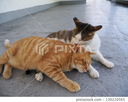 可愛的貓咪在樹蔭下休息 130220565