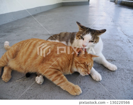 Cute cat resting in the shade Cute cat resting in the shade 130220566