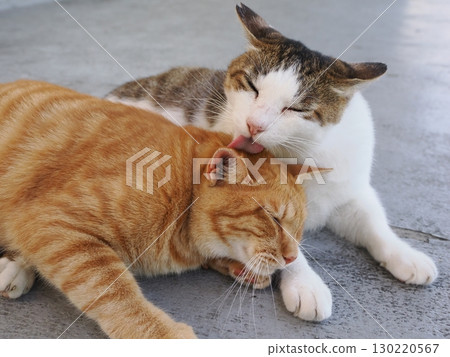 Cute cat resting in the shade Cute cat resting in the shade 130220567
