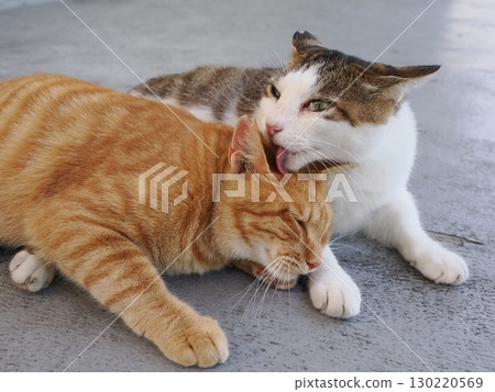 Cute cat resting in the shade 130220569