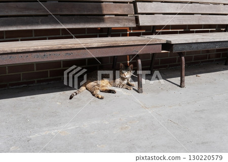 Cute cat resting in the shade Cute cat resting in the shade 130220579