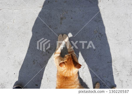 Cute cat resting in the shade Cute cat resting in the shade 130220587