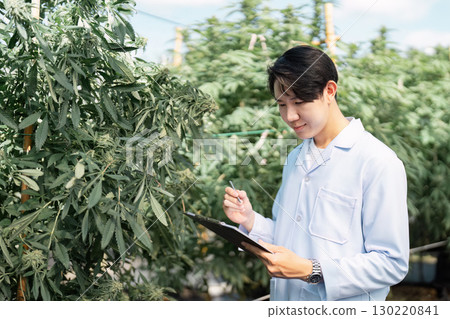 Scientist documenting cannabis plant observations in a greenhouse setting. Scientist documenting cannabis plant observations in a greenhouse setting. 130220841
