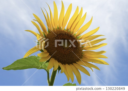 Sunflowers shining in the light, close-up 130220849
