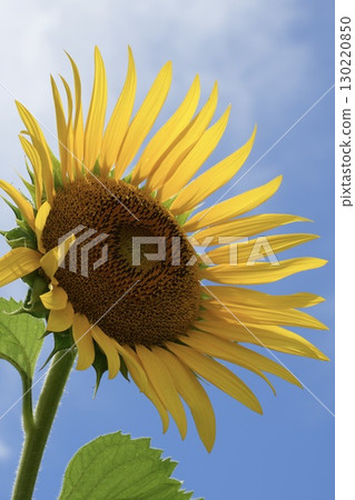 Sunflowers shining in the light, close-up Sunflowers shining in the light, close-up 130220850