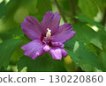 purple flowers of Sharon 130220860