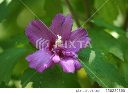 沙龍的紫色花 沙龍的紫色花 130220860