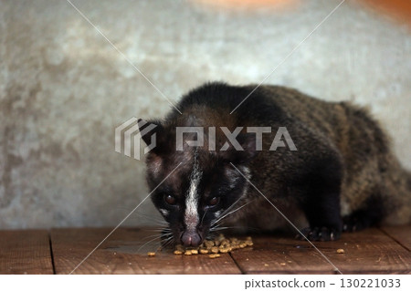 棕櫚果子狸吃食物 棕櫚果子狸吃食物 130221033