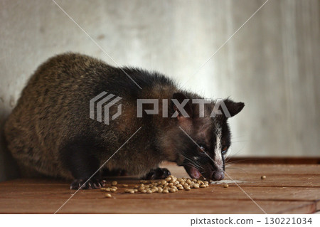 Palm civet eating food 130221034