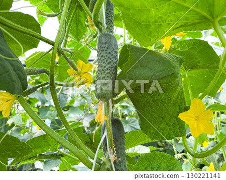 Natural Growing Process of Cucumbers on the Vine. 130221141