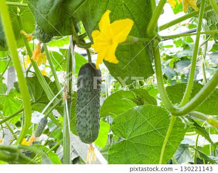 Organic Cucumber Harvest in a Warm Greenhouse Garden. 130221143