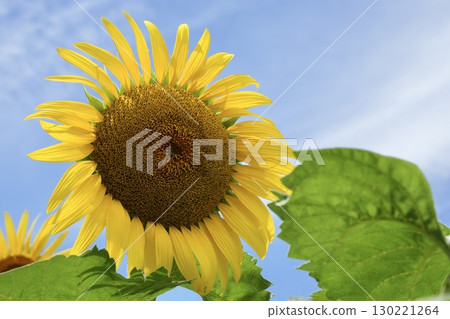 Sunflowers shining in the light, close-up 130221264