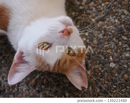 一隻可愛的瞌睡貓 一隻可愛的瞌睡貓 130221480